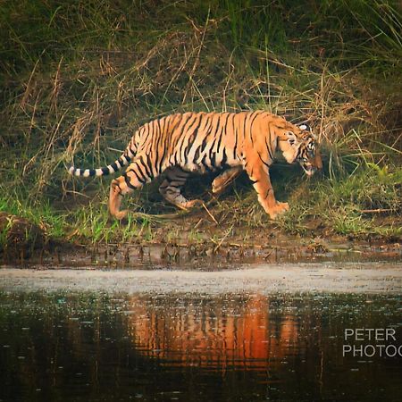 Tiger Corner Inn Homestay Sauraha Luaran gambar