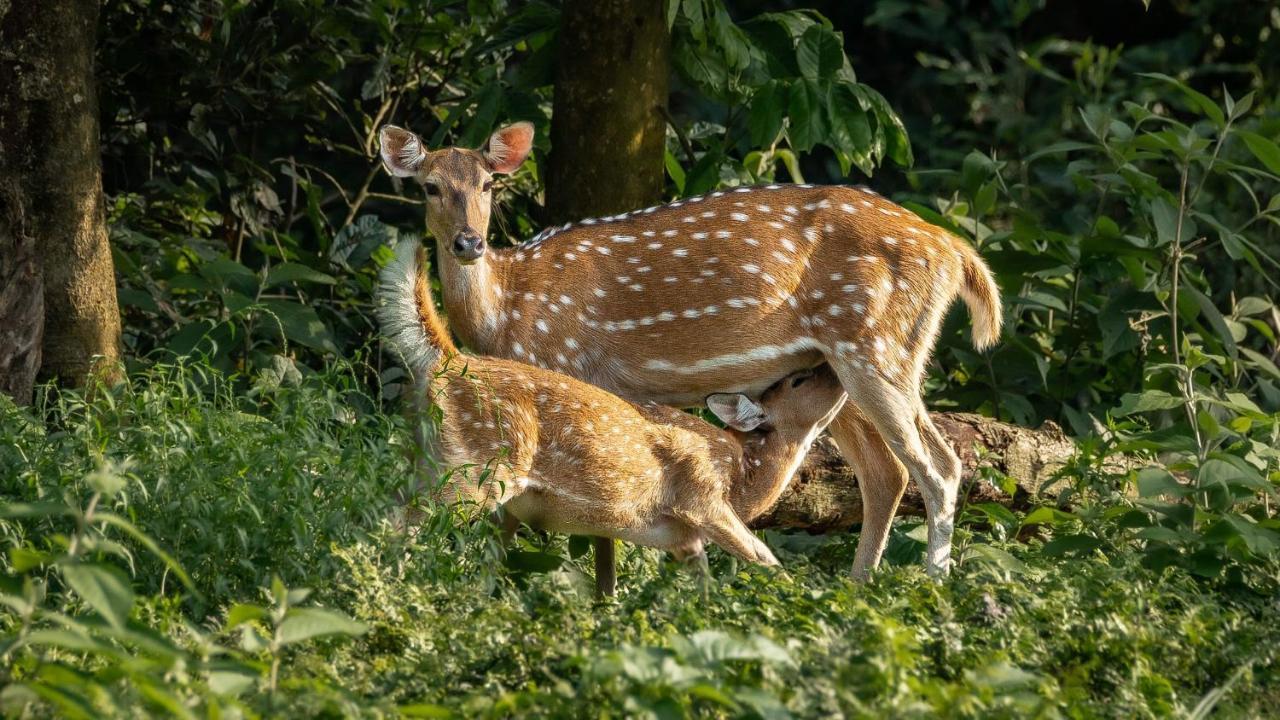 Tiger Corner Inn Homestay Sauraha Luaran gambar